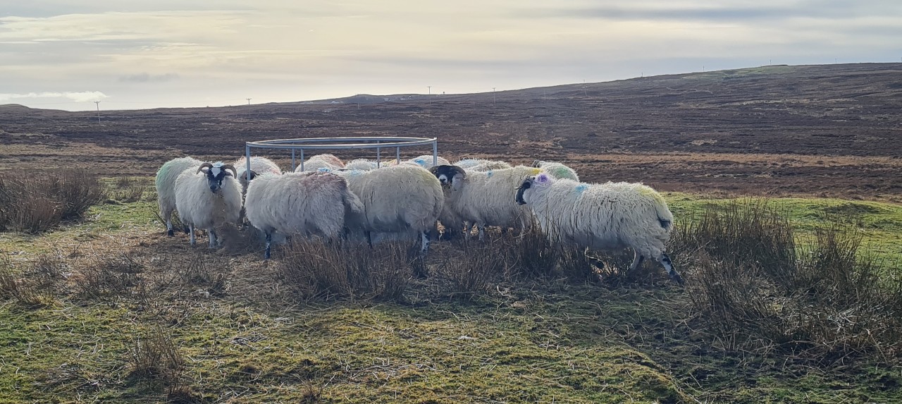 Sheep