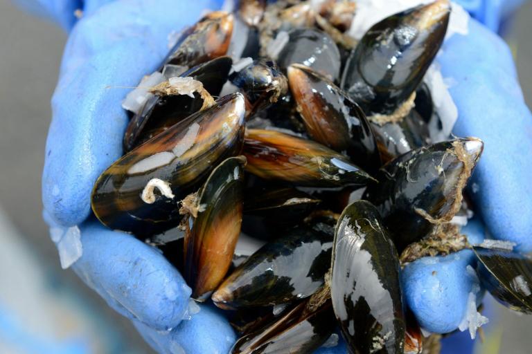 shellfish stock image