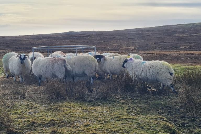 Sheep